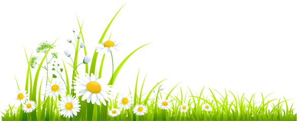 This png image - Spring Grass with Camomile PNG Clipart, is available for free download