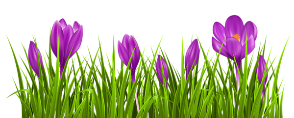 This png image - Transparent Crocus Grass PNG Clipart Picture, is available for free download