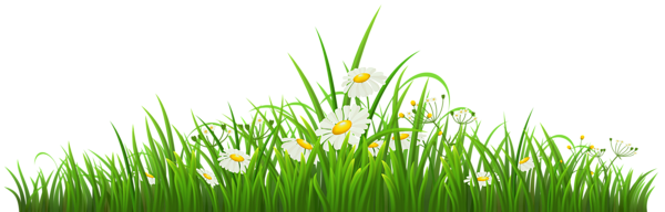 This png image - Transparent Grass with Chamomile PNG Clipart, is available for free download