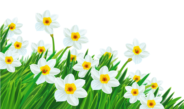 This png image - Transparent Grass with Daffodils Clipart, is available for free download