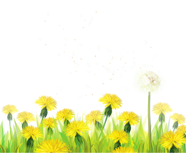 This png image - Transparent Grass with Dandelions Clipart, is available for free download