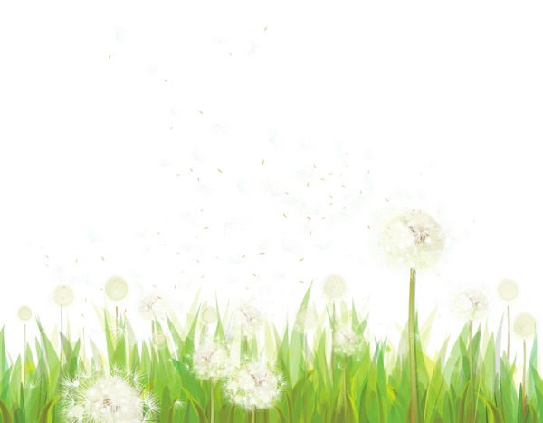 This png image - Transparent Grass with Dandelions PNG Clipart, is available for free download