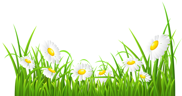 This png image - White Daisies and Grass Transparent PNG Clip Art Image, is available for free download