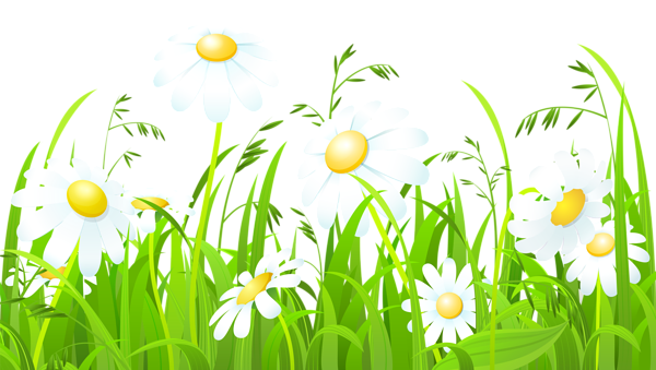 This png image - White Flowers and Grass Transparent PNG Clip Art Image, is available for free download