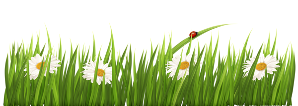 This png image - White Flowers with Grass Transparent PNG Clipart, is available for free download