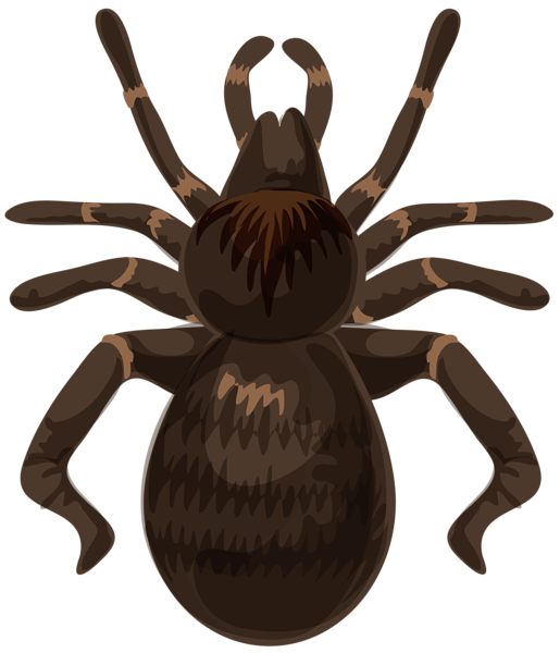 Spider PNG Clip Art Image | Gallery Yopriceville - High-Quality Images