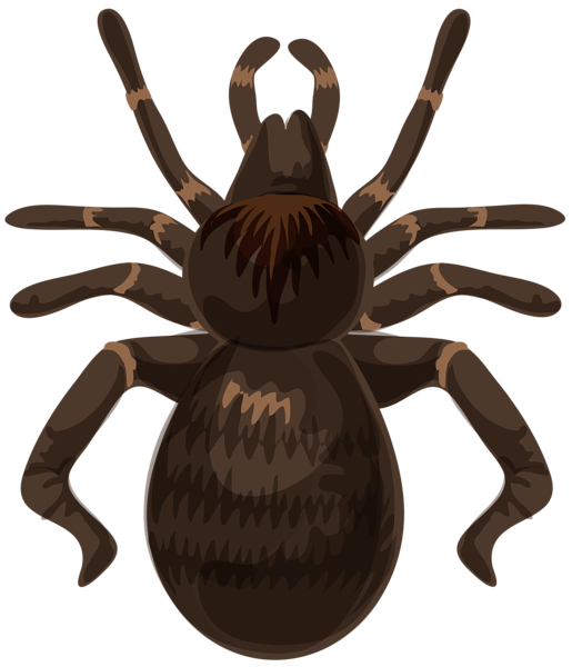 This png image - Spider PNG Clip Art Image, is available for free download