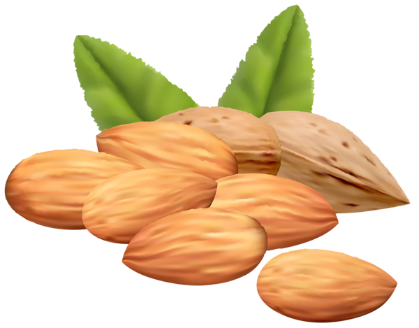 This png image - Almond Nuts PNG Clipart Image, is available for free download