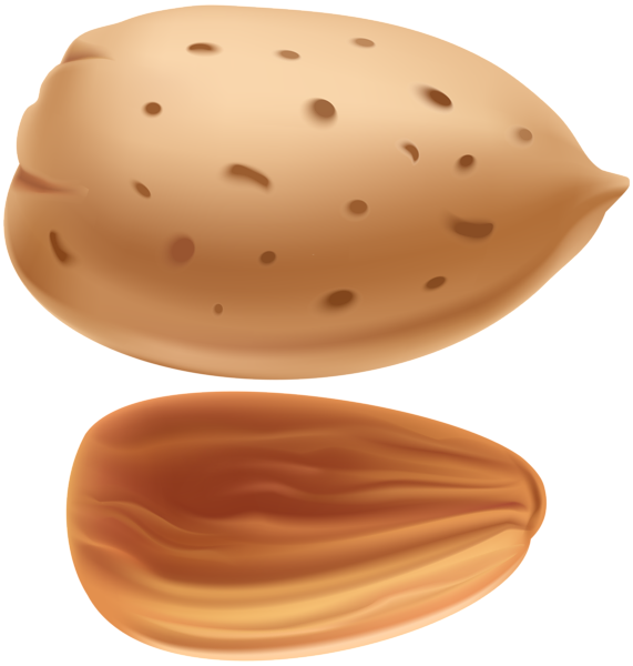 This png image - Almond PNG Clip Art, is available for free download