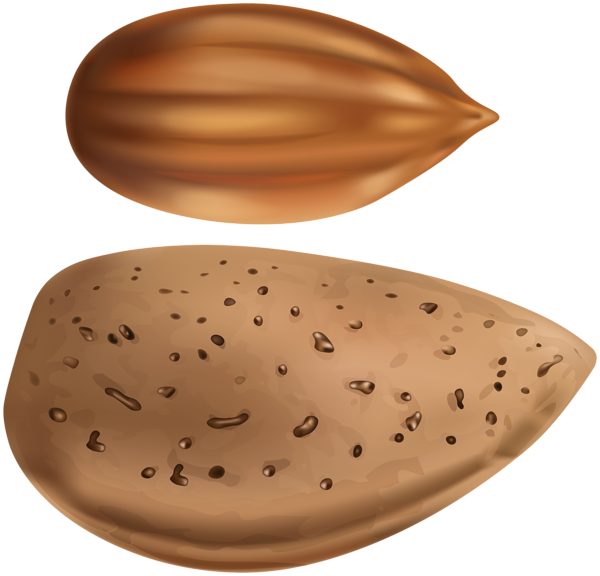 This png image - Almond PNG Clipart, is available for free download