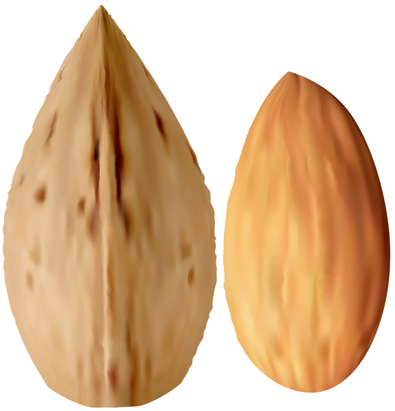 This png image - Almond Transparent PNG Clip Art, is available for free download