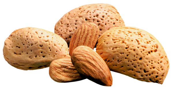 This png image - Almonds PNG Picture, is available for free download