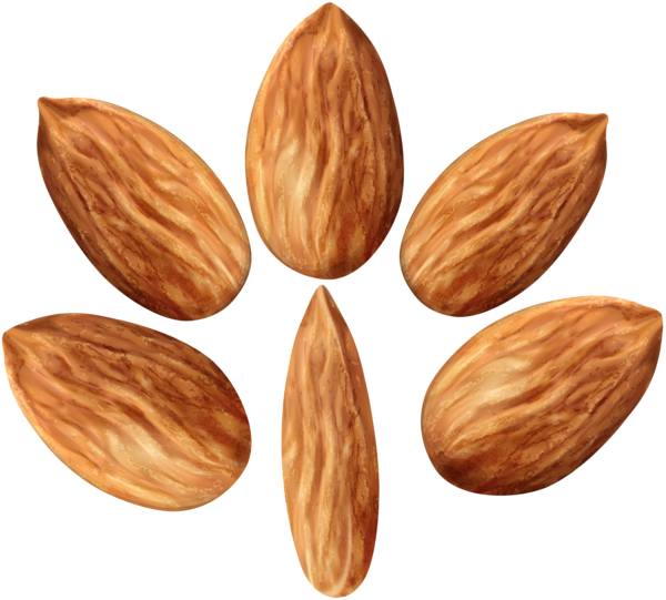 Almonds Set PNG Clip Art Image | Gallery Yopriceville - High-Quality ...