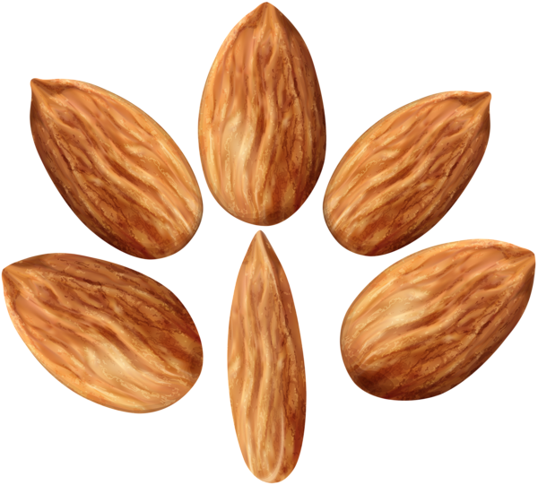 This png image - Almonds Set PNG Clip Art Image, is available for free download