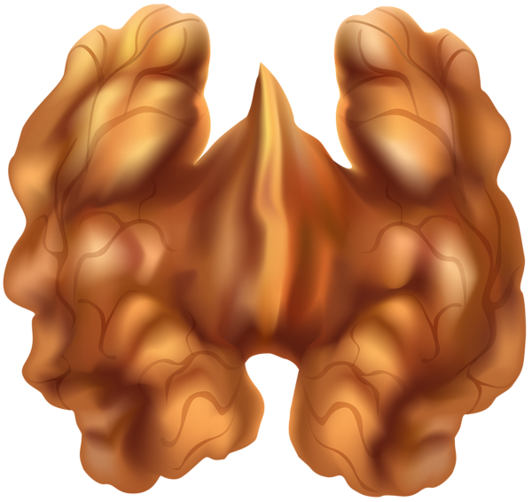 This png image - Half Walnut PNG Clip Art, is available for free download