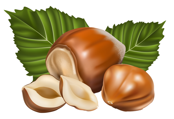 This png image - Hazelnut PNG Clipart Picture, is available for free download