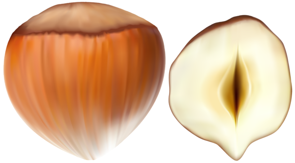 This png image - Hazelnut Transparent PNG Clip Art, is available for free download