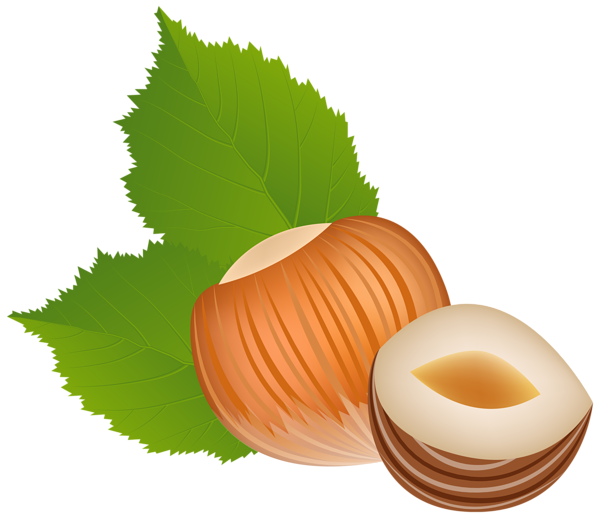 This png image - Hazelnut Transparent PNG Clip Art Image, is available for free download