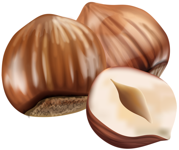 This png image - Hazelnut Transparent PNG Image, is available for free download