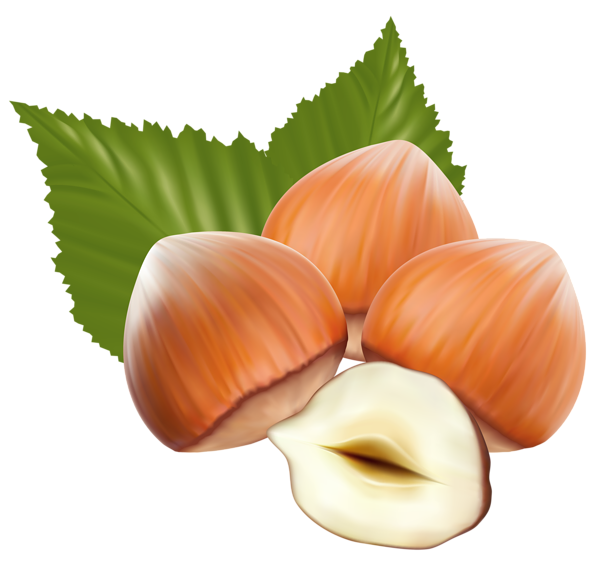 This png image - Hazelnuts PNG Clipart Image, is available for free download