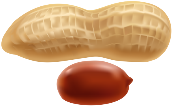 This png image - Peanut PNG Clip Art, is available for free download