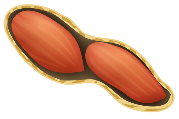 This png image - Peanut PNG Image, is available for free download