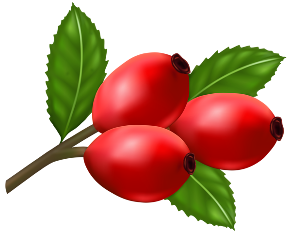 This png image - Rose Hips PNG Transparent Clipart, is available for free download
