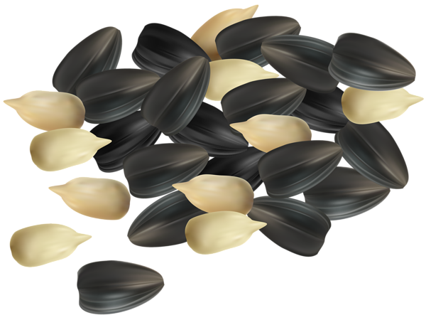 This png image - Sunflower Seeds PNG Clipart, is available for free download