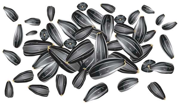 This png image - Sunflower Seeds PNG Clipart Picture, is available for free download