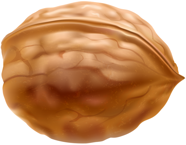 This png image - Walnut PNG Clip Art, is available for free download
