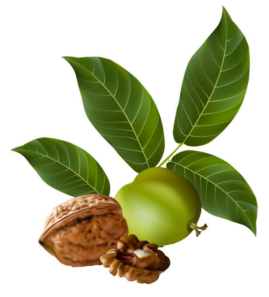 This png image - Walnut PNG Clipart Picture, is available for free download