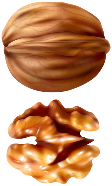 This png image - Walnut PNG Transparent Clipart, is available for free download