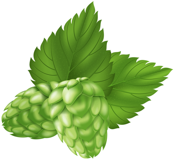 This png image - Beer Hops Plant PNG Clip Art Image, is available for free download