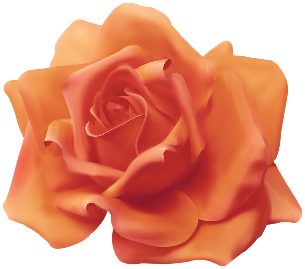 This png image - Beautiful Orange Rose Transparent Image, is available for free download