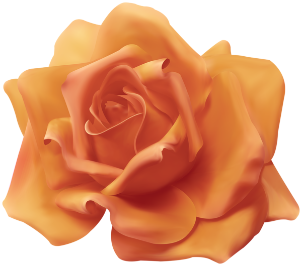 This png image - Beautiful Peach Rose Transparent Image, is available for free download