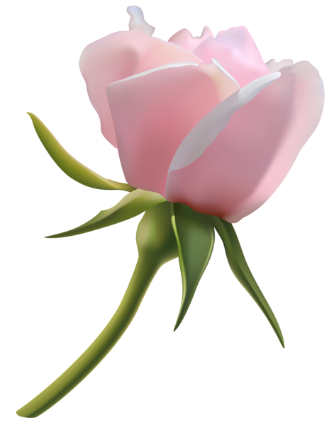 This png image - Beautiful Pink Rose Bud PNG Clipart Image, is available for free download