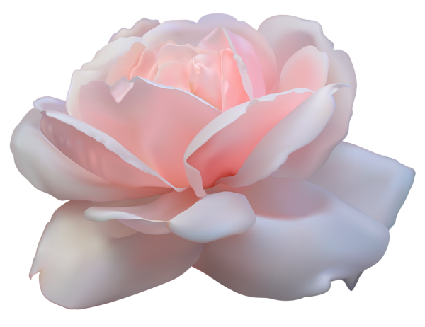 This png image - Beautiful Pink Rose PNG Image, is available for free download