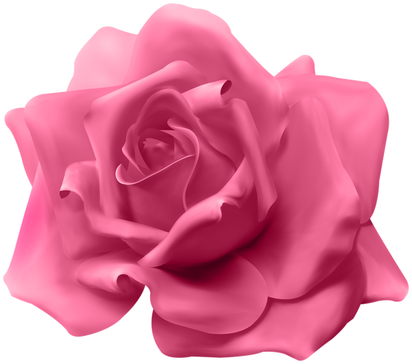 Beautiful Pink Rose Transparent Image | Gallery Yopriceville - High ...