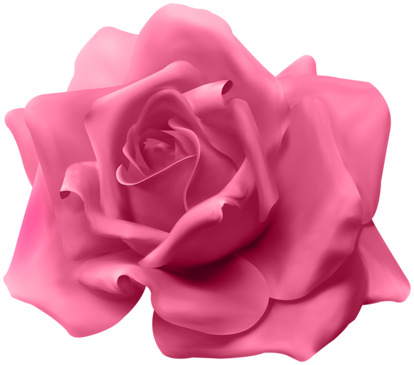 This png image - Beautiful Pink Rose Transparent Image, is available for free download