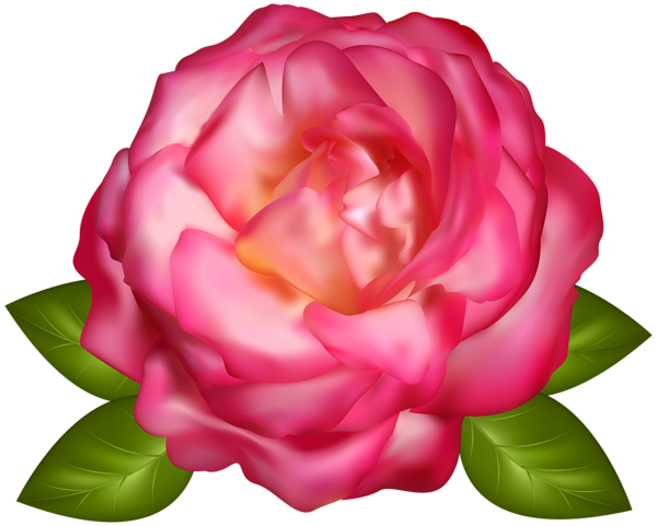 This png image - Beautiful Pink Rose Transparent Image, is available for free download