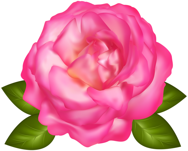 This png image - Beautiful Pink Rose Transparent PNG Image, is available for free download