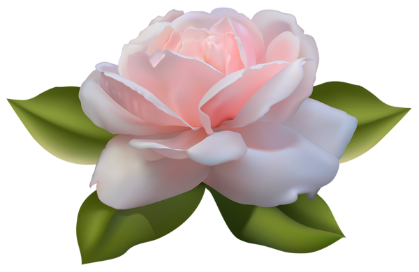 This png image - Beautiful Pink Rose with Leaves PNG Image, is available for free download