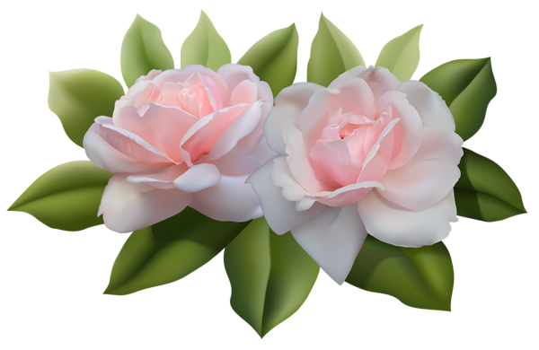 This png image - Beautiful Pink Roses PNG Image, is available for free download