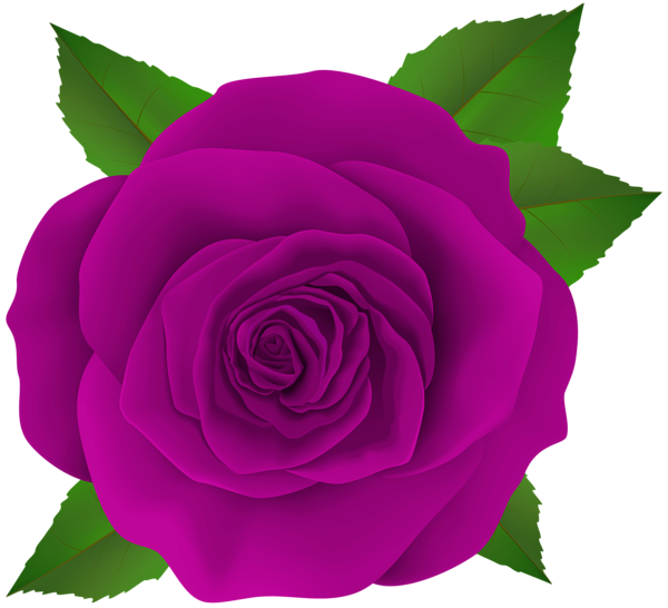 This png image - Beautiful Purple Rose Flower PNG Transparent Clipart, is available for free download