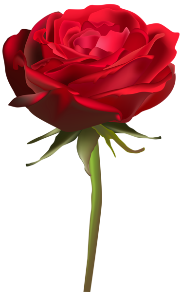 This png image - Beautiful Red Rose PNG Clip Art Image, is available for free download