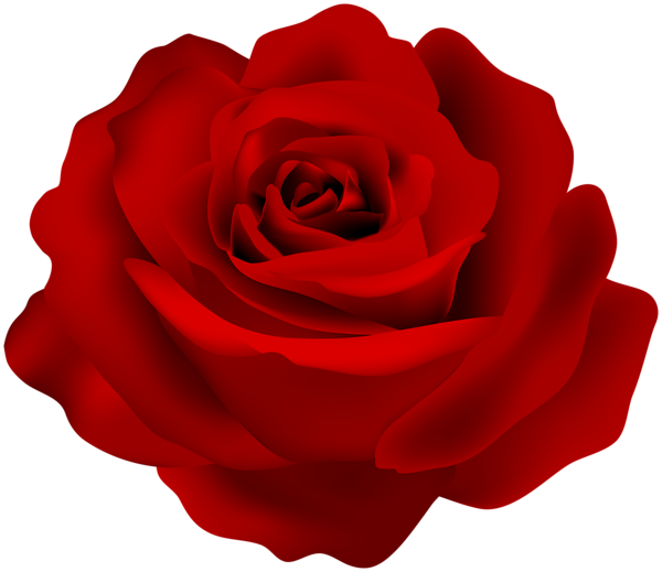 Beautiful Rose Red Transparent Clipart | Gallery Yopriceville - High ...