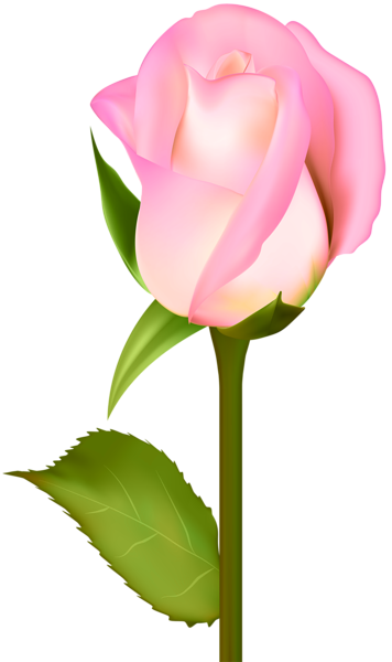 This png image - Beautiful Rose Transparent Clip Art PNG Image, is available for free download