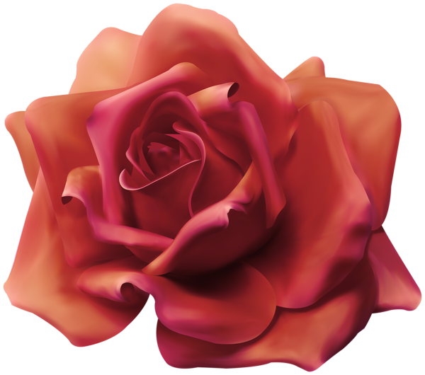 This png image - Beautiful Rose Transparent Image, is available for free download