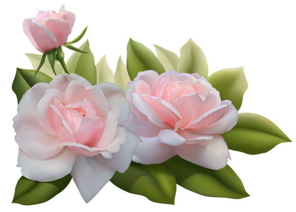 This png image - Beautiful Three Pink Roses PNG Image, is available for free download