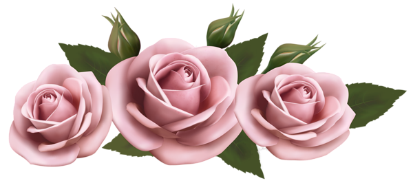This png image - Beautiful Transparent Pink Roses PNG Picture, is available for free download